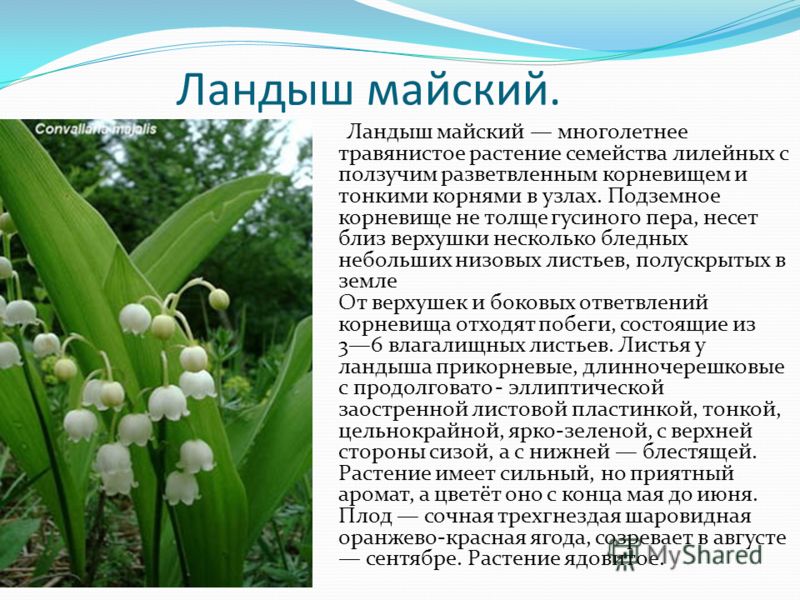 Сообщение на тему растение россии. Ареал ландыша майского.