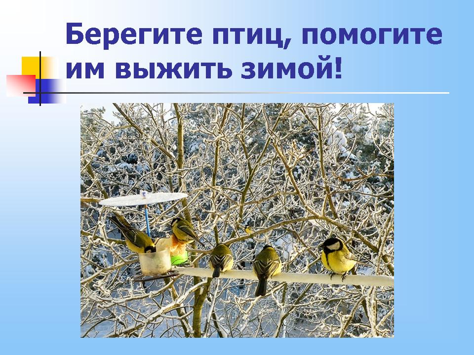 Берегите люди птиц. Берегите птиц. Берегите птиц зимой. Надпись берегите птиц.