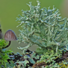 В составе лишайника гриб играет роль. Гриб и водоросль в лишайнике. Особенности питания лишайников