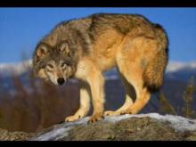 Описание про волка. Волк - хищник лесов и степей. Ареал, места обитания