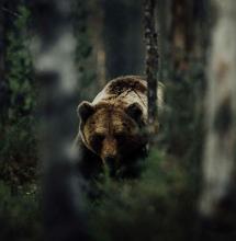 Встреча с медведм и что делать при встрече с медведем? причины нападения бурых медведей на людей