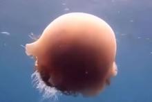 Цианея - ядовитая и самая большая медуза в мире