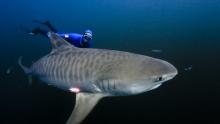 Cамые большие акулы в мире